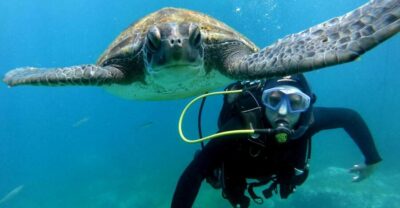 Beginners Scuba Dive Experience in Turtle Area
