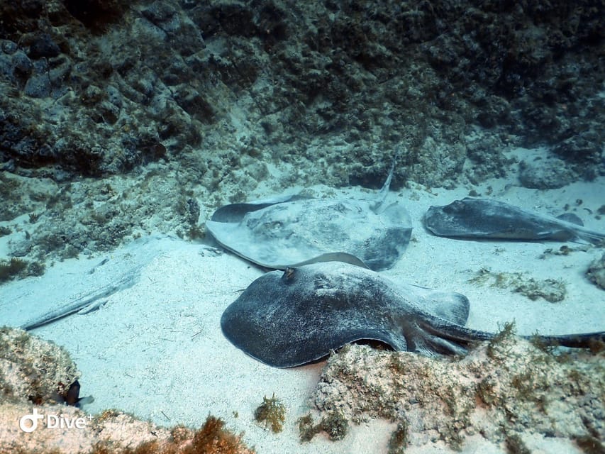 Tenerife: Beginners Scuba Dive Experience in Turtle Area - The 25-minute underwater session at up to 12 meters