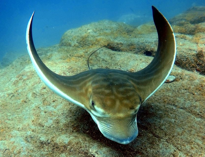 Tenerife: Beginners Scuba Dive Experience in Turtle Area - Snorkeling adds a calmer second look