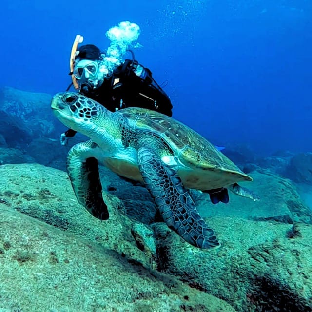 Tenerife: Beginners Scuba Dive Experience in Turtle Area - Is $85 a fair price?