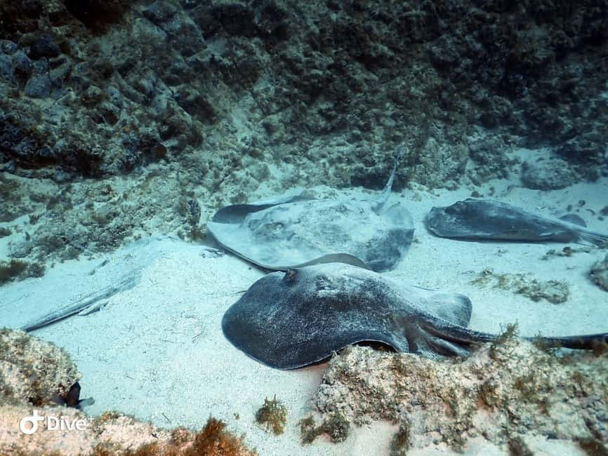 Tenerife: Beginners Scuba Dive Experience in Turtle Area - Practical preparation for a comfortable outing