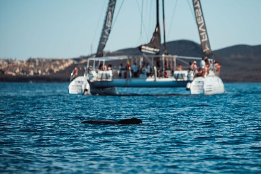 Tenerife: Catamaran Cruise with Brunch and Unlimited Drinks - Swimming near Diego Hernández Beach