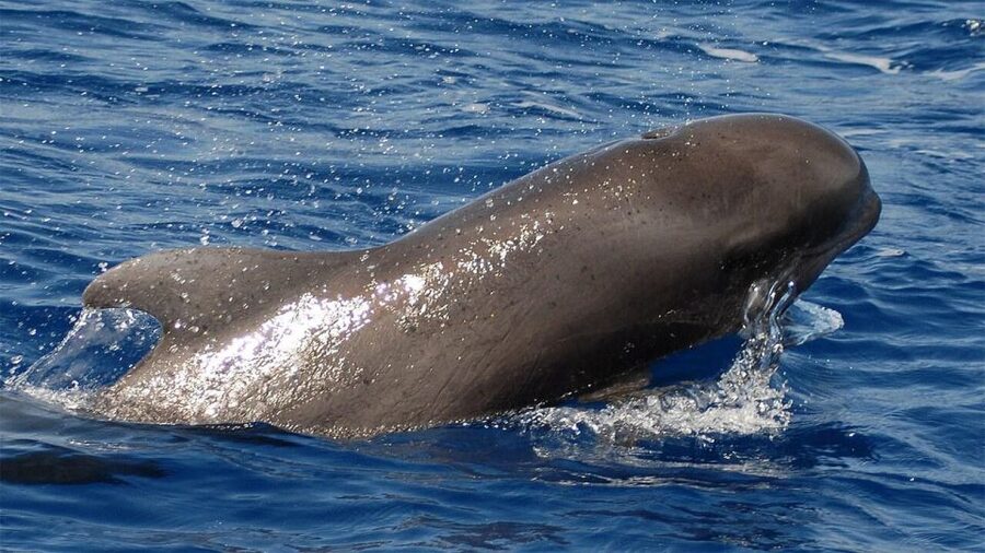 Tenerife: Eco-Yacht Whale and Dolphin Watching and Swimming - Quick Points Before You Book