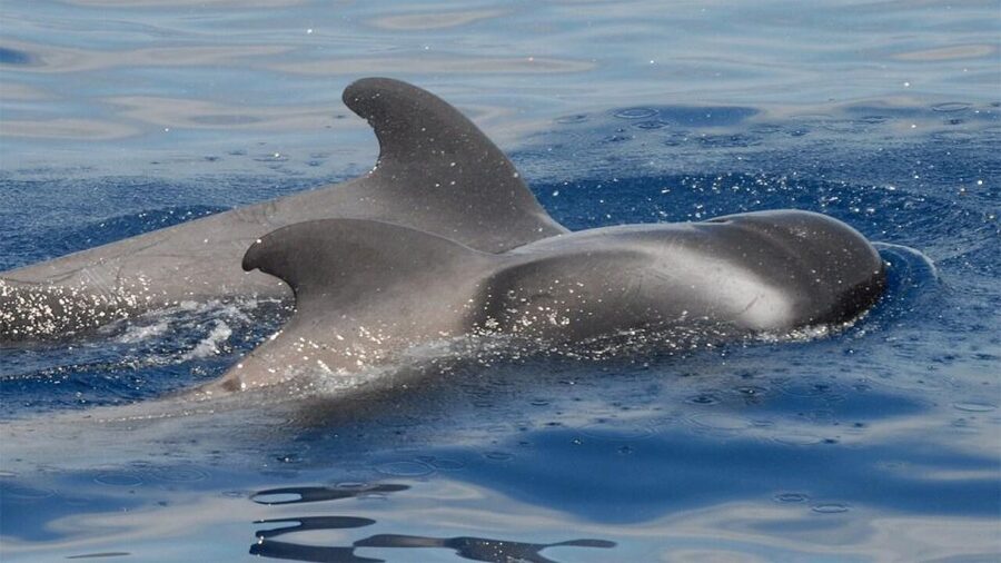 Tenerife: Eco-Yacht Whale and Dolphin Watching and Swimming - Finding Travelin Lady at Fisherman’s Wharf