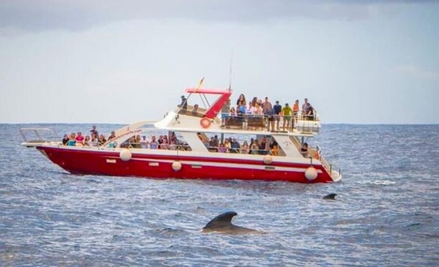 Tenerife: Eco-Yacht Whale and Dolphin Watching and Swimming - Whale and Dolphin Watching Off Tenerife