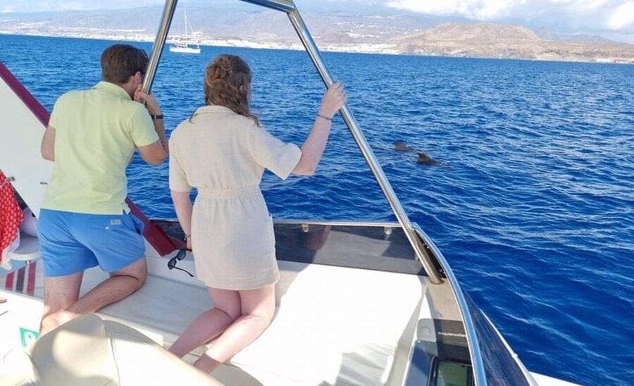 Tenerife: Eco-Yacht Whale and Dolphin Watching and Swimming - The Final Swim and Snorkel Stop