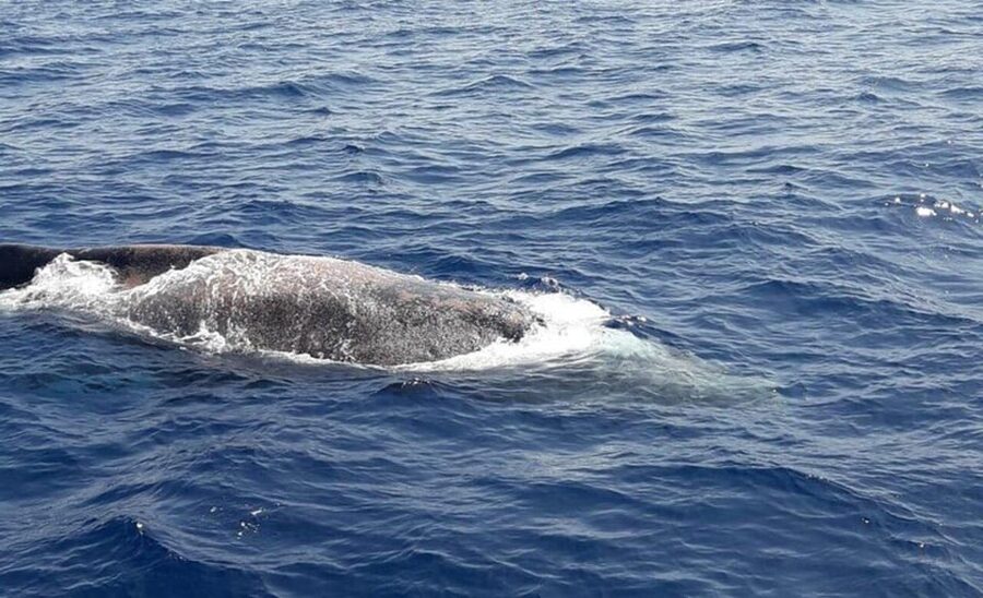 Tenerife: Eco-Yacht Whale and Dolphin Watching and Swimming - How Much Time You Really Get