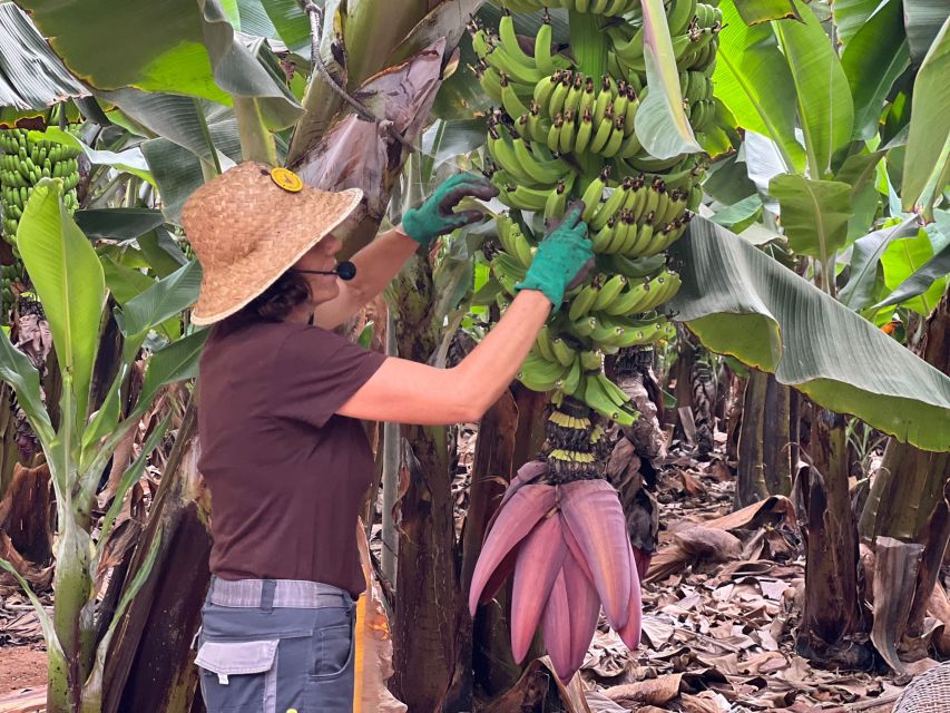 Tenerife: Finca Las Margaritas Banana Plantation Experience - Key points to know before you go