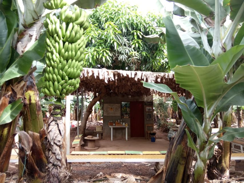 Tenerife: Finca Las Margaritas Banana Plantation Experience - Why a banana plantation belongs on your Tenerife plans