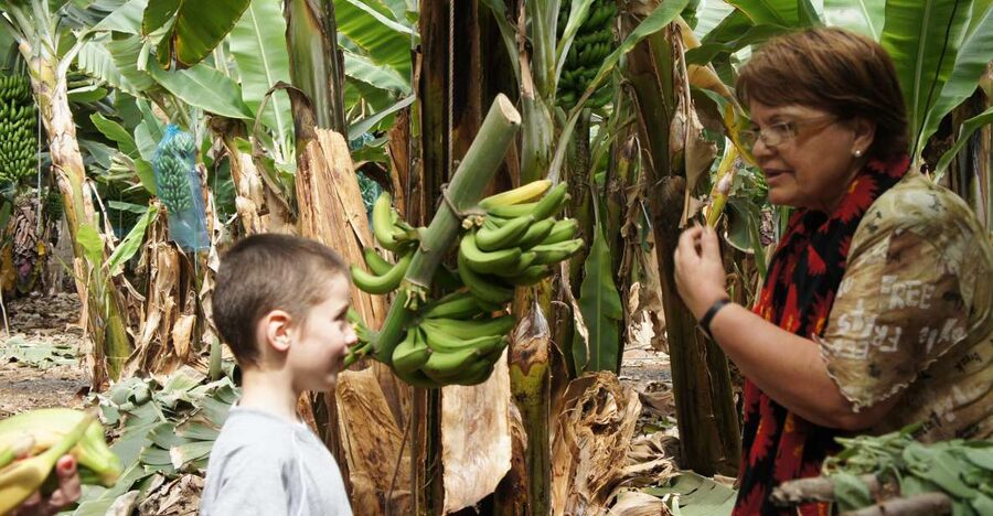 Tenerife: Finca Las Margaritas Banana Plantation Experience - What the guided tour adds