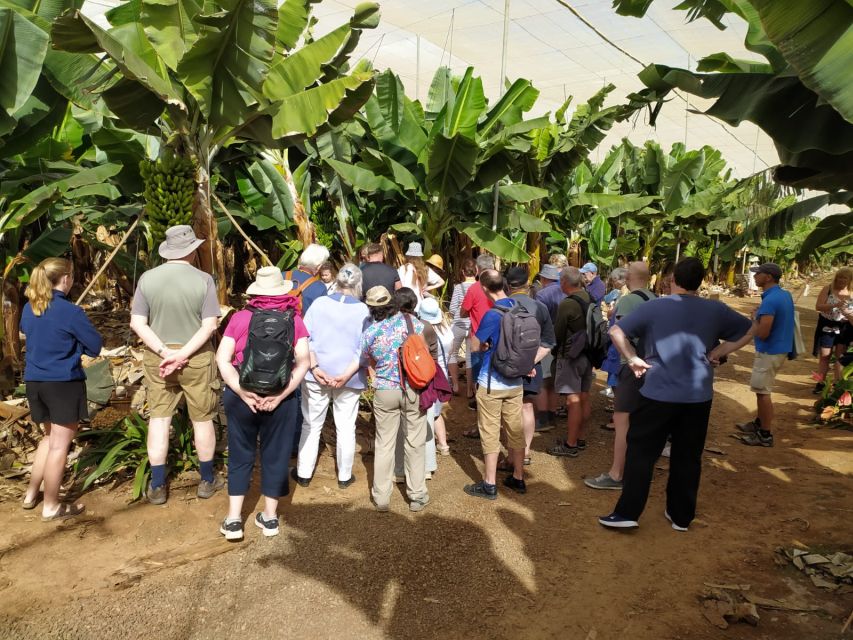 Tenerife: Finca Las Margaritas Banana Plantation Experience - Heat, clothing, and comfort