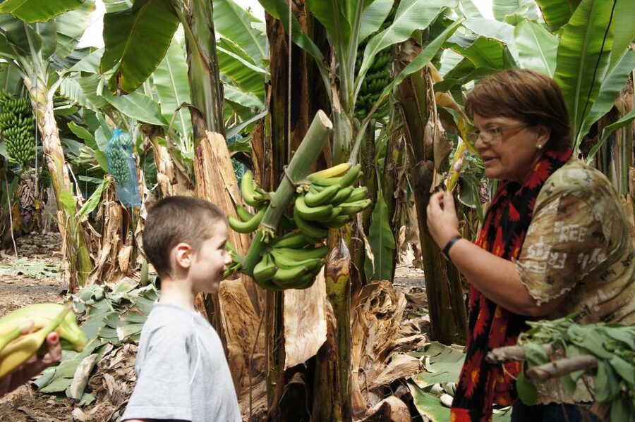Tenerife: Finca Las Margaritas Banana Plantation Experience - Walking among the banana plants