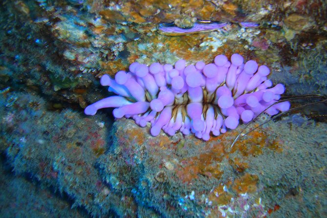 Tenerife First Time Scuba Dive – Turtle Habitat, Small Groups - A gentle first scuba session to 7 meters