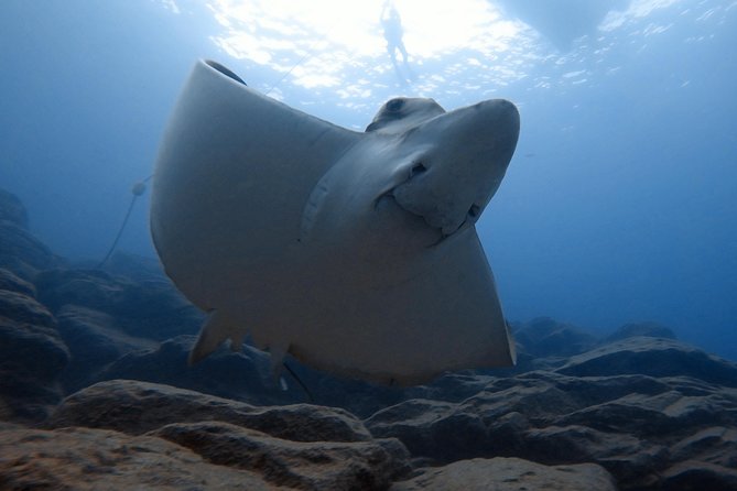 Tenerife First Time Scuba Dive – Turtle Habitat, Small Groups - What the $90.70 price really covers