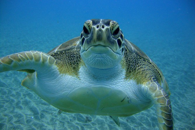 Tenerife First Time Scuba Dive – Turtle Habitat, Small Groups - Who will get the most from this experience