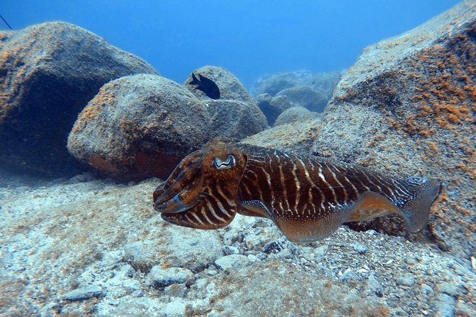 Tenerife First Time Scuba Dive – Turtle Habitat, Small Groups - The staff are the heart of the outing