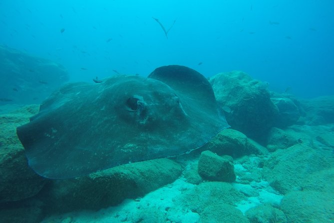 Tenerife First Time Scuba Dive – Turtle Habitat, Small Groups - What can go wrong, and how to prepare
