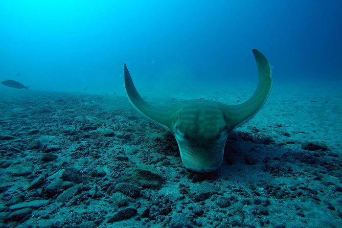 Tenerife First Time Scuba Dive – Turtle Habitat, Small Groups - The Puerto Colon boat ride to the site