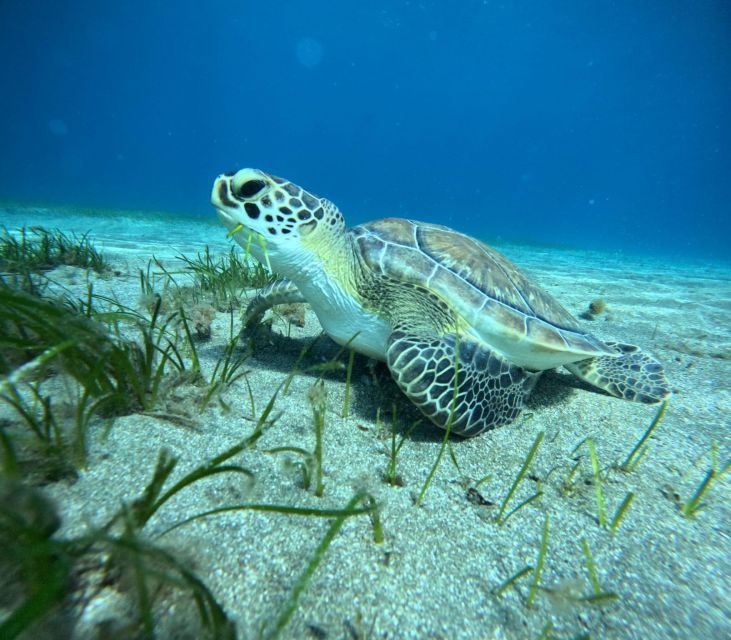 Tenerife: Half-Day Snorkeling Tour - Key points to know before booking