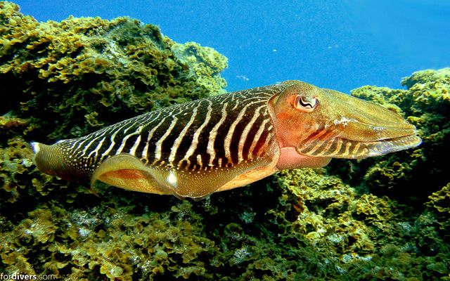 Tenerife: Half-Day Snorkeling Tour - What you might see below the surface