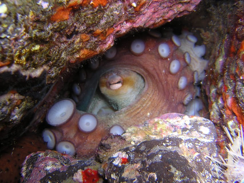 Tenerife: Half-Day Snorkeling Tour - Is the small-group format worth $69?