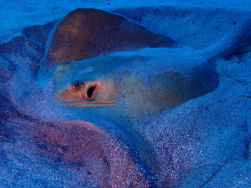 Tenerife: Half-Day Snorkeling Tour - Who should book this tour?