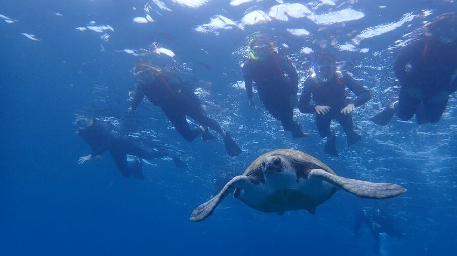Tenerife: Kayak and Snorkel with Turtles, Wetsuits Included - What makes this Tenerife kayak trip worth considering