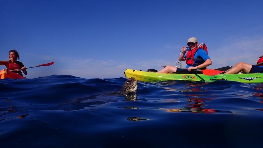 Tenerife: Kayak and Snorkel with Turtles, Wetsuits Included - Should you book the Xplore Tenerife kayak tour?