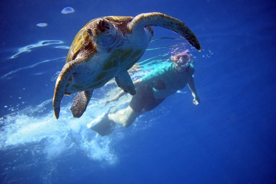 Tenerife: Kayak and Snorkel with Turtles, Wetsuits Included - Cueva de los Enamorados and the return route