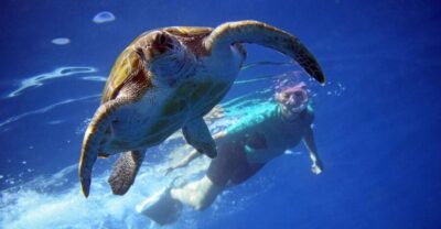 Kayak and Snorkel with Turtles, Wetsuits Included