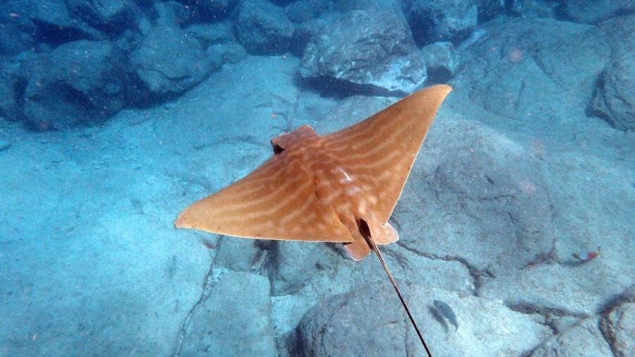 Tenerife: Kayak and Snorkel with Turtles, Wetsuits Included - Snorkeling in a sheltered bay