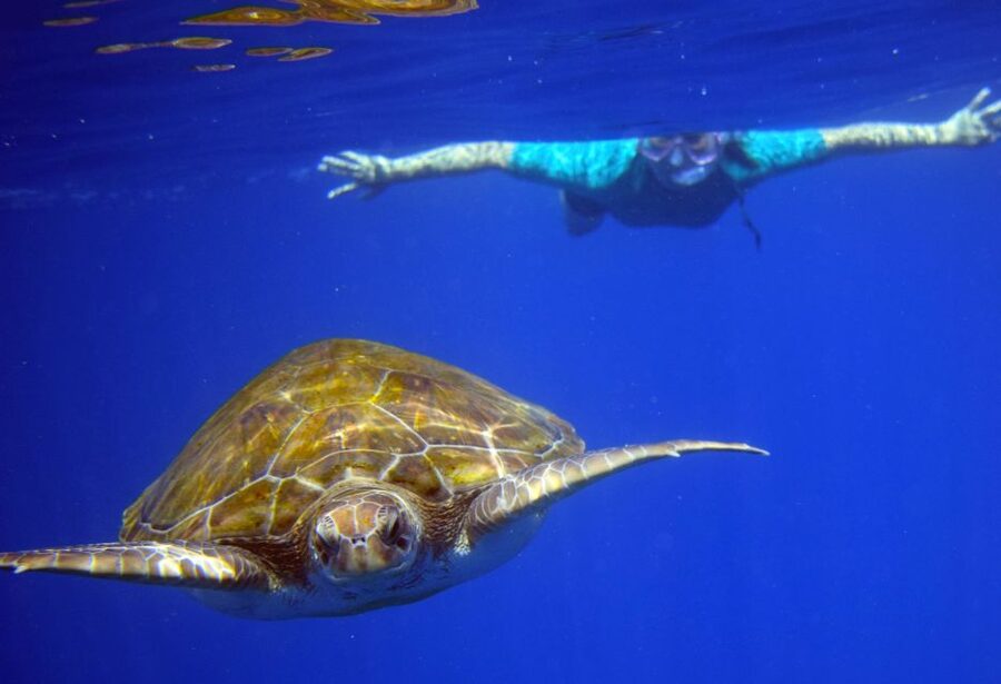 Tenerife: Kayak and Snorkel with Turtles, Wetsuits Included - Guides who make the biggest difference