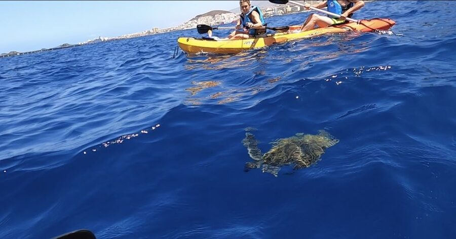 Tenerife: Kayak Safari and Sea Turtle Snorkeling with Photos - Key points before you book