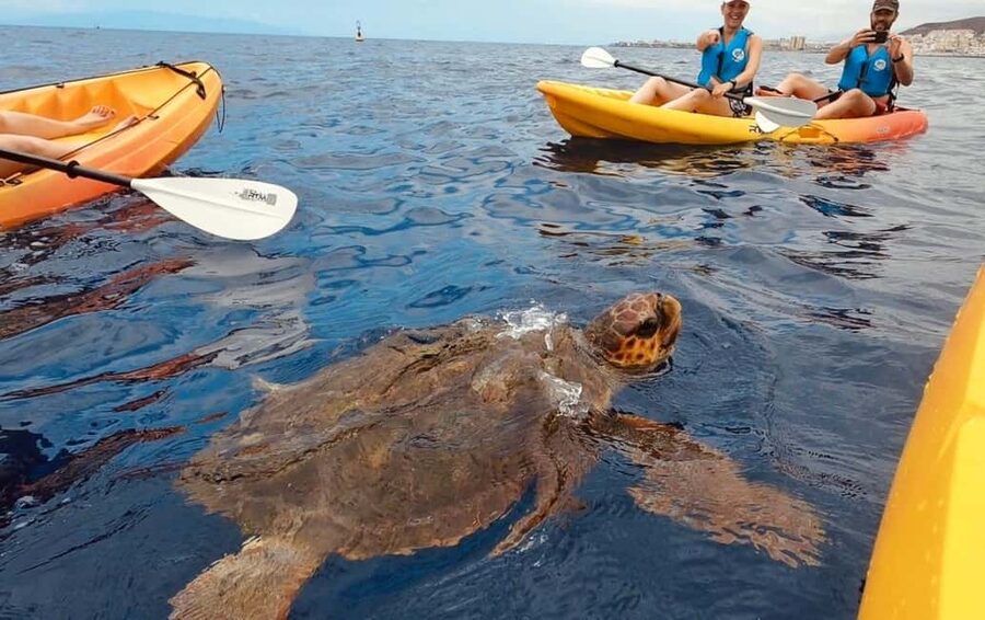 Tenerife: Kayak Safari and Sea Turtle Snorkeling with Photos - The sea cave and the first wildlife search