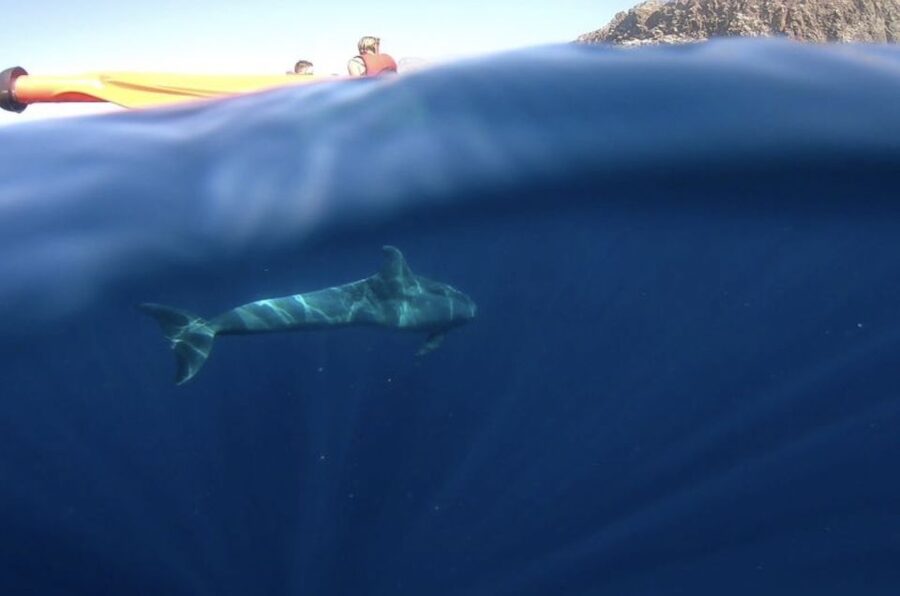 Tenerife: Kayak Safari and Sea Turtle Snorkeling with Photos - Snorkeling from the kayak