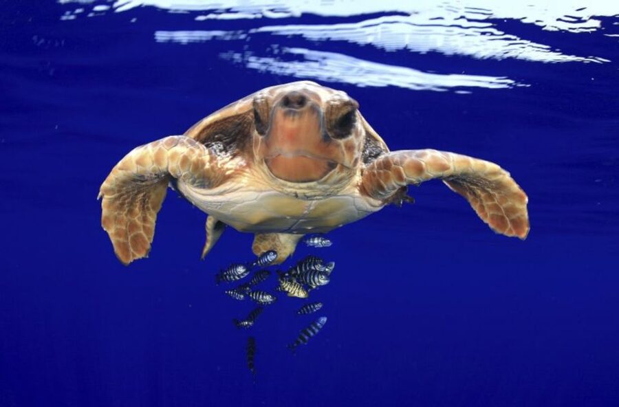 Tenerife: Kayak Safari and Sea Turtle Snorkeling with Photos - What the $29 price really covers