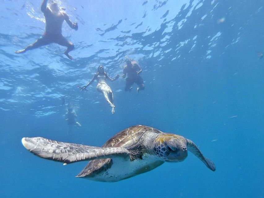 Tenerife: Kayak Safari and Sea Turtle Snorkeling with Photos - Who should book this Tenerife kayak safari?