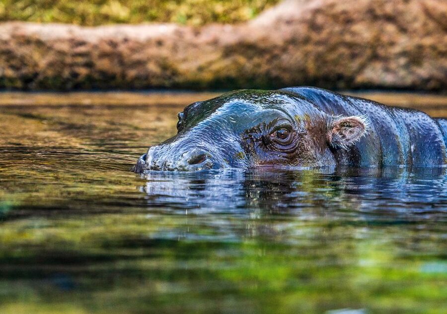Tenerife: Loro Parque Entry Ticket - Who should book this day out