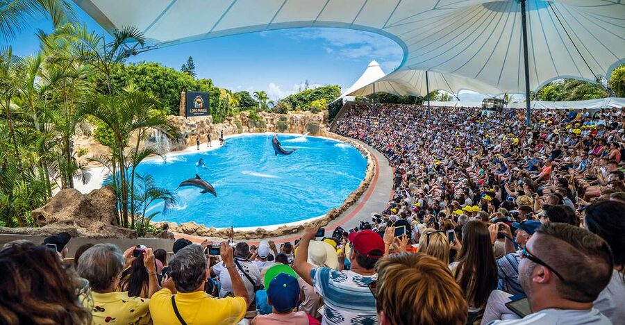 Tenerife: Loro Parque Entry Ticket - The four presentations: plan these first