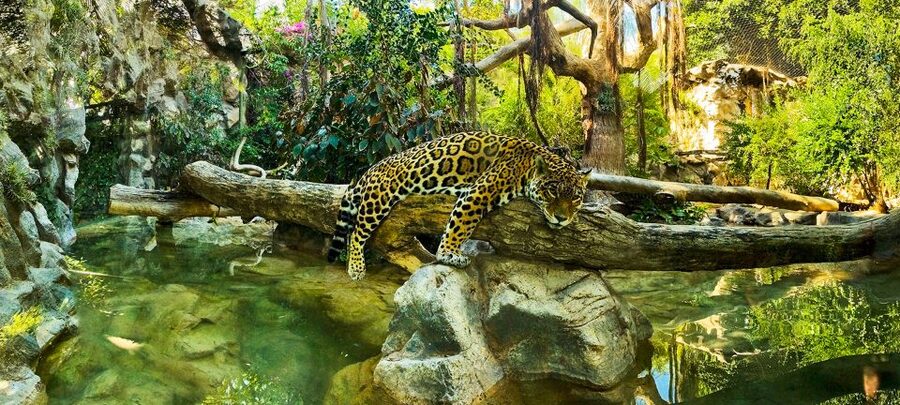 Tenerife: Loro Parque Entry Ticket - Kinderlandia and the family balance