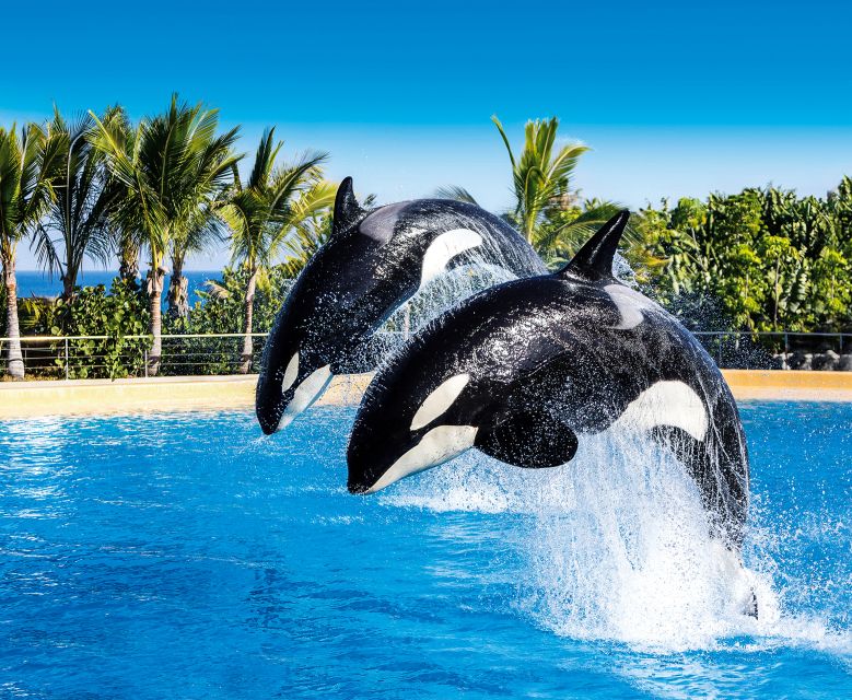 Tenerife: Loro Parque Entry Ticket - What the $52 ticket is really worth