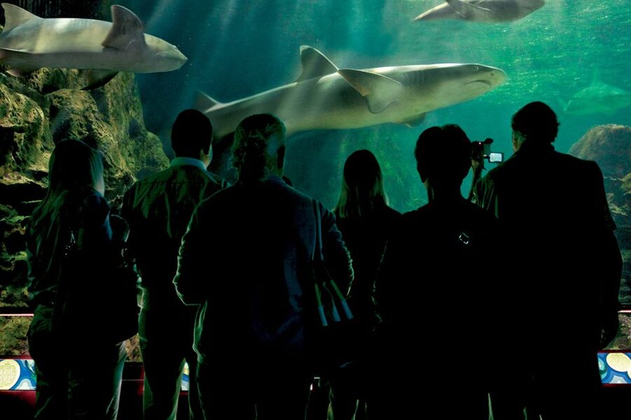 Tenerife: Loro Parque & Siam Park Entry Ticket with Transfer - Siam Park: slides, pools, and Thai-inspired design