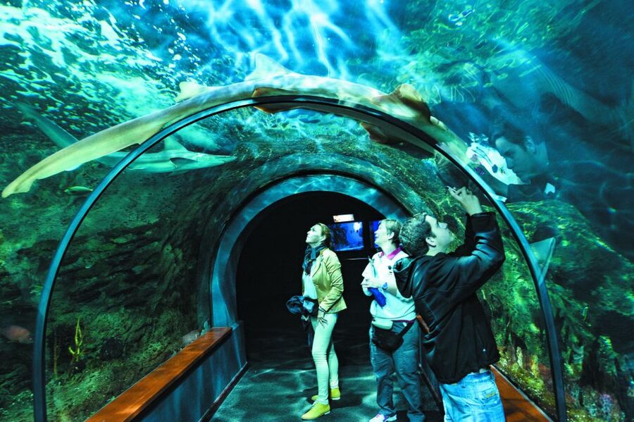 Tenerife: Loro Parque & Siam Park Entry Ticket with Transfer - Who gets the best value from this package