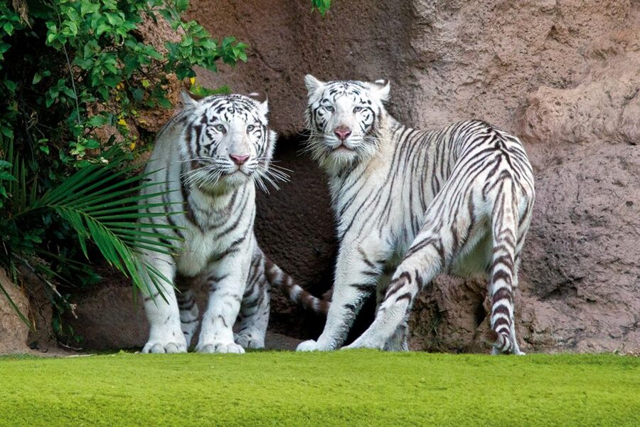 Tenerife: Loro Parque & Siam Park Entry Ticket with Transfer - Small costs and smart ways to prepare