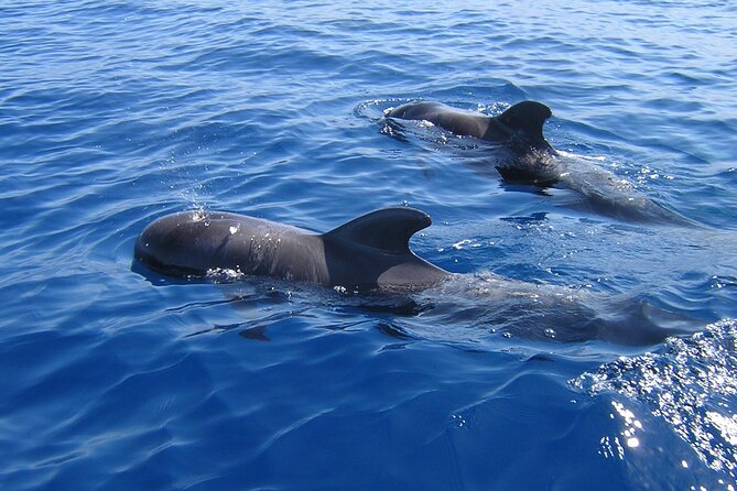 Tenerife Los Cristianos: Whale and Dolphin Eco-Yacht and Swim Stop - Key points to know before booking