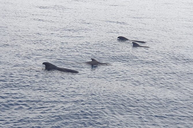 Tenerife Los Cristianos: Whale and Dolphin Eco-Yacht and Swim Stop - Starting from Los Cristianos harbor