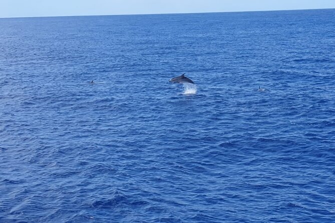 Tenerife Los Cristianos: Whale and Dolphin Eco-Yacht and Swim Stop - A possible 20-minute ocean swim