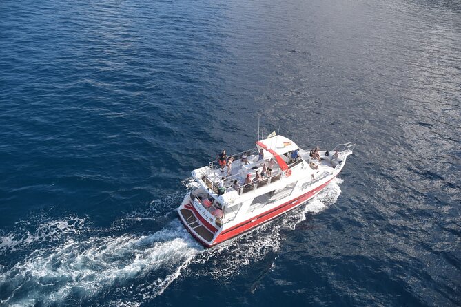 Tenerife Los Cristianos: Whale and Dolphin Eco-Yacht and Swim Stop - The crew, wildlife information, and family appeal