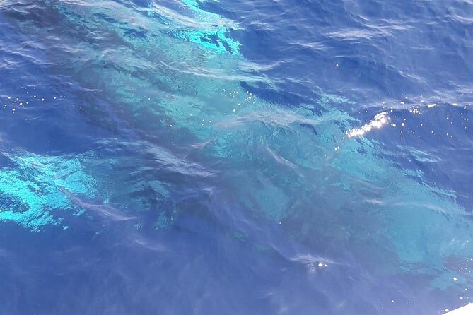 Tenerife Los Cristianos: Whale and Dolphin Eco-Yacht and Swim Stop - Is $18.10 good value?