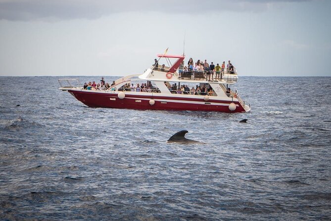 Tenerife Los Cristianos: Whale and Dolphin Eco-Yacht and Swim Stop - Who should book this Los Cristianos cruise?